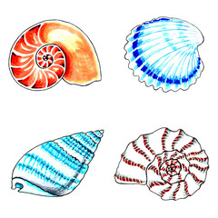 Set of  brown, blue, red and aqua color seashells. PNG illustration marine animals.