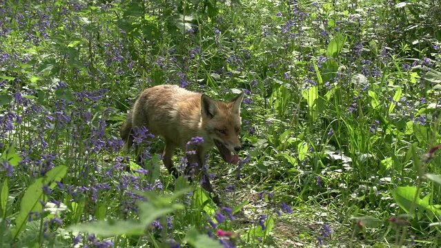 Red Fox, vulpes vulpes, Adult Female Walking and Running Among the Flowers in the Forest, Normandy in France, Real Time