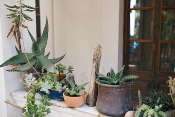 Potted Cactus Succulent and Plants on White Front Porch in Costa