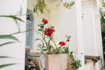 Fototapeta na wymiar Red Geranium Potted on White Porch in Costa Brava Spain
