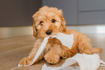 Maltipu puppy tears paper napkins and scatters them on the floor