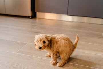 Maltipu pooping on the floor. Toilet training a puppy. - obrazy, fototapety, plakaty