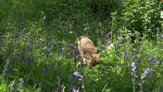 Red Fox, vulpes vulpes, Adult Female Walking and Running Among the Flowers in the Forest, Normandy in France, Real Time