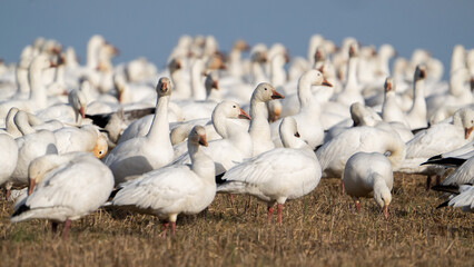 A Flock of Snow Geese