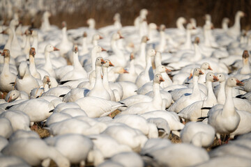 A snow geese flock Feeding