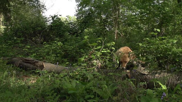 Red Fox, vulpes vulpes, Adult female Jumping in the forest among foliage, Normandy in France, Slow Motion