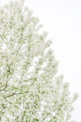 White blossoming apple tree in spring