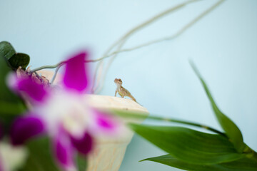 Gecko in a flower planter in Puerto Rico