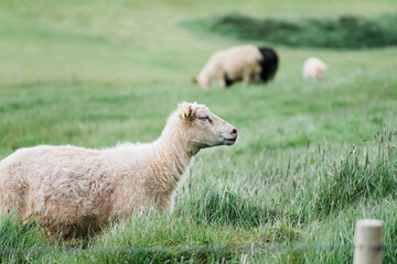 Sights of Iceland : Sheep on side of road