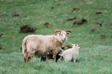 Obraz premium Sights of Iceland Roadtrip : Icelandic sheep