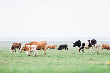 Sights of Iceland Roadtrip. : Cows