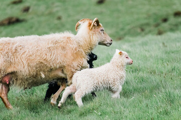 Sights of Iceland Roadtrip : Sheep Walking