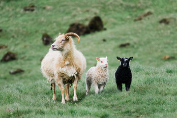 Sights of Iceland Roadtrip : Cute baby sheep