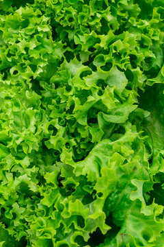Schnittsalat Lollo bionda