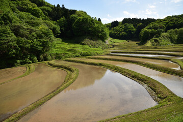 Terraced rice fields covered with water
