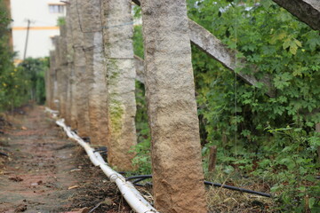 Using drip irrigation for water saving on a bitter gourd farmland. Growing vegetables using modern agricultural practices