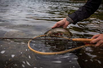 rainbow trout in a fishing net