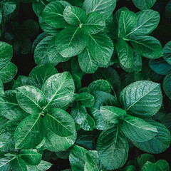 green leaves background