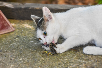 Naklejka na ściany i meble Cat with a bird in a teeth. Kitten and a sparrow. Pet kills birds and eats them