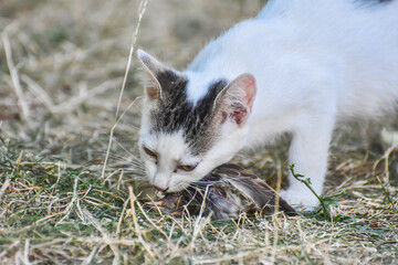 Cat with a bird in a teeth. Kitten and a sparrow. Pet kills birds and eats them