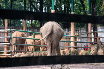 Fototapeta na wymiar an elephant in the enclosure of the Indonesian zoo. back of view