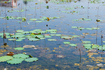 blue water pond with many withered lotuses