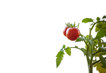 Tomato grows in a greenhouse. Growing fresh vegetables in a greenhouse