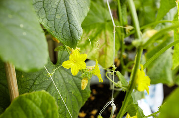Natural cucumber grows in a greenhouse. Growing fresh vegetables in a greenhouse