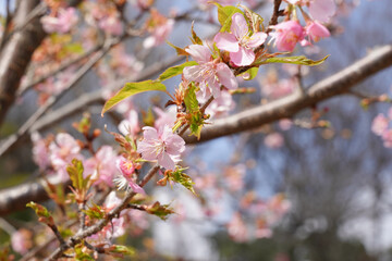 薬師池公園の桜