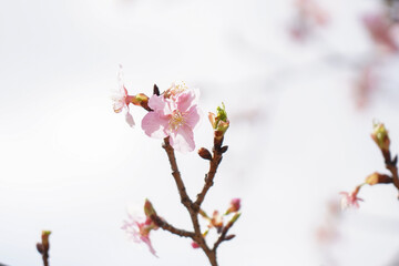 薬師池公園の桜