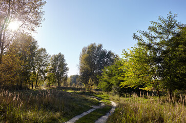 Road in forest against the sky and meadows. Beautiful landscape of trees and blue sky background