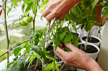 Men's hands pruning suckers (side shoots) from tomato plants with scissors. Farmer man gardening in...
