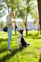 Owner plays with a siberian laika dog in autumn park. Friendship of a dog and a woman
