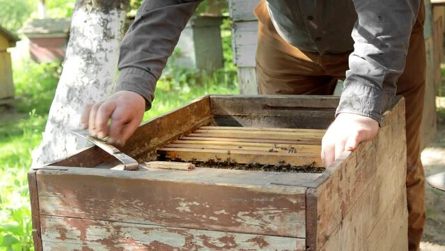 A careful beekeeper removes honeycombs with bees for inspection. Experienced beekeeper. The concept of beekeeping