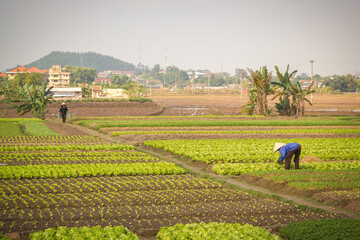 Femmes qui travaillent dans les champs de salade