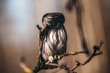 Pygmy Owl in Belovezhskaya Pushcha National Park