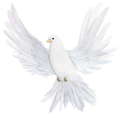 Watercolor white dove. Hand drawn watercolor illustration. decorative design elements.