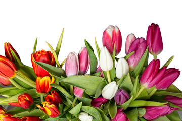 Fototapeta premium Many Multicolored tulips isolated on white background,