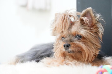 yorkshire terrier puppy