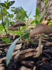 mushroom in the forest