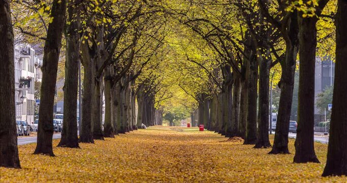 Time lapse of a beautiful avenue with golden fall leaves in the city of Hamburg, Germany.