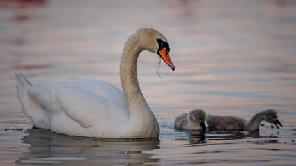 family of swans. Mute swan parent with baby cygnets swimming together. Cygnus olor.