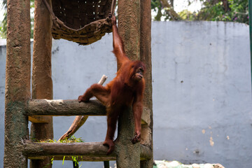 an orangutan hanging in its cage at the zoo