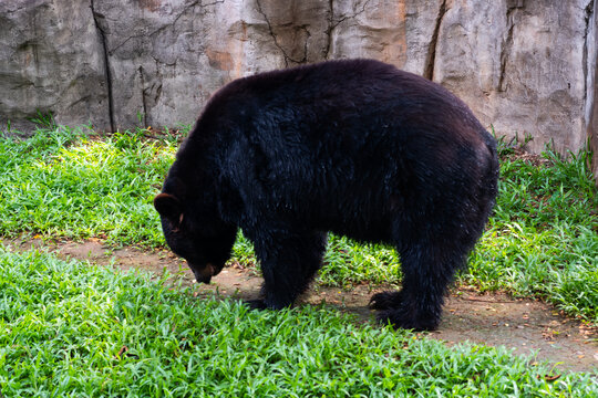 a black bear walking in a cage at the Indonesian zoo