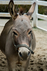 close up donkey in a cage