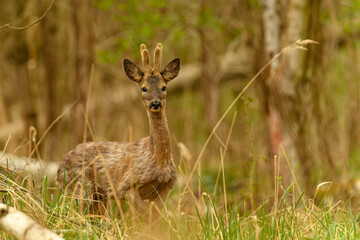 Rehboch (Capreolus capreolus) im Bast
