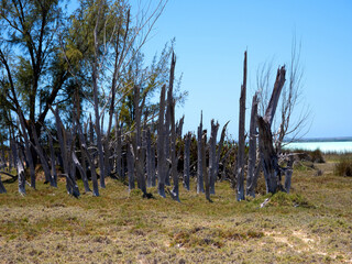 Dry trees on the shore of Lake Tsimanampetsotsa. Madagascar.