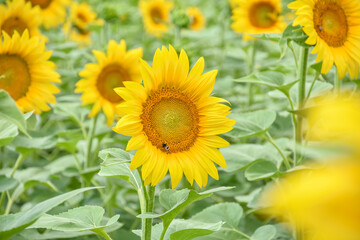 Obraz premium Sunflower, Field of blooming sunflowers