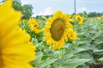 Sunflower, Field of blooming sunflowers