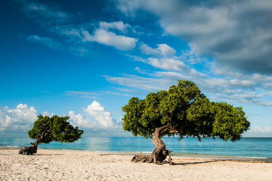 Famous Divi Divi trees on sandy beach in Aruba
